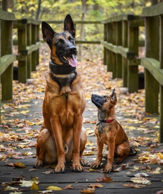 Illustration de l'article : 20 montages photos montrant que nos compagnons canins grandissent beaucoup trop vite