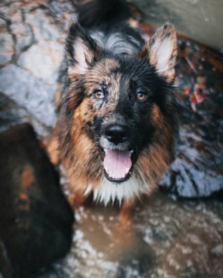 Illustration de l'article : 22 photos de chiens à la beauté singulière