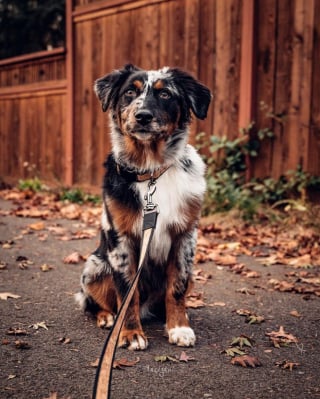 Illustration de l'article : 22 photos de chiens à la beauté singulière