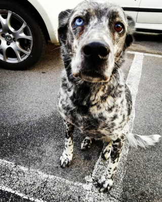 Illustration de l'article : 22 photos de chiens à la beauté singulière