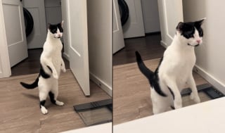 Illustration de l'article : Ce chat se adopte une posture hilarante chaque fois que sa maîtresse prend son bain (vidéo)