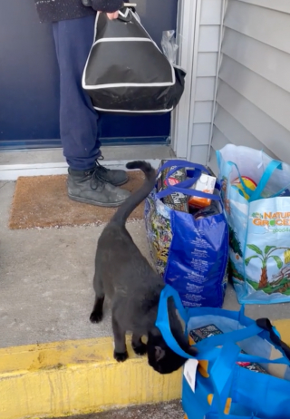 Illustration de l'article : Un chat s’invite chez un couple pendant qu’ils rangent leurs courses et fait tout pour les convaincre de l’adopter (vidéo)