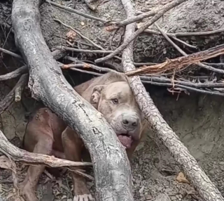 Illustration de l'article : Un chien caché dans les bois et "trop agressif" change d'attitude en comprenant les intentions de ses bienfaiteurs