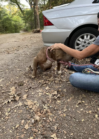 Illustration de l'article : Un chien caché dans les bois et "trop agressif" change d'attitude en comprenant les intentions de ses bienfaiteurs