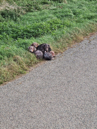 Illustration de l'article : Des ouvriers découvrent 7 chiots abandonnés sur leur chemin et préviennent leur employeur qu'ils auront du retard