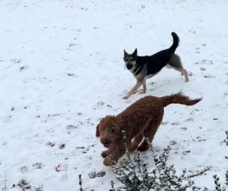 Illustration de l'article : Ce chiot issu d’une usine à chiens tremblait de tout son corps quand il a été sauvé (vidéo)