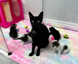 Illustration de l'article : 5 chatons âgés d’une semaine et déjà couverts de puces découvrent le confort d’une maison auprès de leur maman