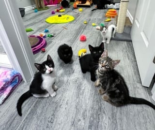 Illustration de l'article : 5 chatons âgés d’une semaine et déjà couverts de puces découvrent le confort d’une maison auprès de leur maman