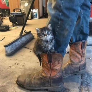 Illustration de l'article : 11 adorables photos de chats et de chiens, qui vous donneront le sourire pour la journée