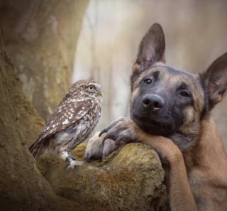 Illustration de l'article : 11 adorables photos de chats et de chiens, qui vous donneront le sourire pour la journée