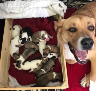 Illustration de l'article : 11 adorables photos de chats et de chiens, qui vous donneront le sourire pour la journée