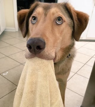 Illustration de l'article : 11 adorables photos de chats et de chiens, qui vous donneront le sourire pour la journée