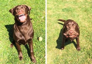 Illustration de l'article : 11 adorables photos de chats et de chiens, qui vous donneront le sourire pour la journée