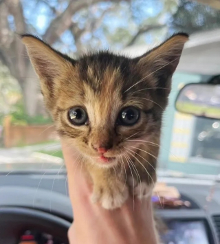 Illustration de l'article : Une automobiliste arrêtée au feu rouge voit un chaton errant sur la route et passe à l'action