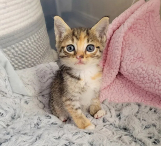 Illustration de l'article : Une automobiliste arrêtée au feu rouge voit un chaton errant sur la route et passe à l'action