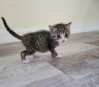 Illustration de l'article : Une automobiliste arrêtée au feu rouge voit un chaton errant sur la route et passe à l'action