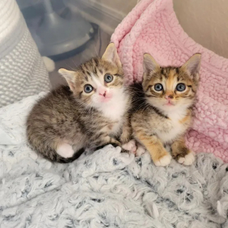 Illustration de l'article : Une automobiliste arrêtée au feu rouge voit un chaton errant sur la route et passe à l'action