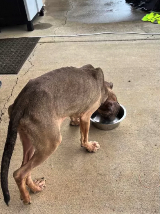 Illustration de l'article : Retrouvée gisante au milieu d’une flaque d’eau, cette chienne abandonnée était trop malheureuse pour continuer à se battre 