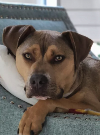 Illustration de l'article : Retrouvée gisante au milieu d’une flaque d’eau, cette chienne abandonnée était trop malheureuse pour continuer à se battre 