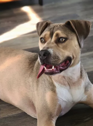 Illustration de l'article : Retrouvée gisante au milieu d’une flaque d’eau, cette chienne abandonnée était trop malheureuse pour continuer à se battre 