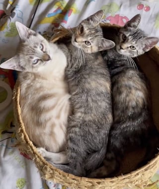 Illustration de l'article : Le personnel d’une animalerie découvre deux chatons abandonnés dans le magasin