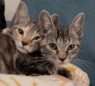 Illustration de l'article : Le personnel d’une animalerie découvre deux chatons abandonnés dans le magasin