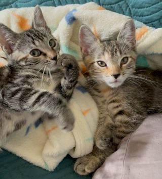 Illustration de l'article : Le personnel d’une animalerie découvre deux chatons abandonnés dans le magasin