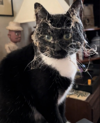 Illustration de l'article : La propriétaire de ce chat tuxedo éclate de rire en voyant qu'il est déjà prêt pour Halloween (vidéo)