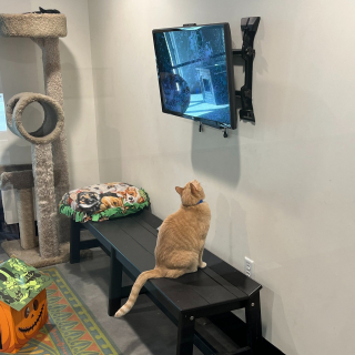 Illustration de l'article : Un ancien chat errant parvient à séduire les adoptants grâce à sa passion pour la télévision du refuge 