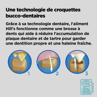 Illustration de l'article : Hygiène bucco-dentaire du chien : comment prendre soin de ses dents ?