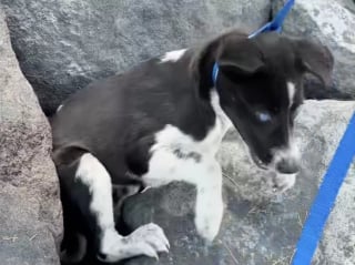 Illustration de l'article : Les aboiements de détresse d'une jeune chienne coincée sous des rochers attirent l'attention de passants (vidéo)