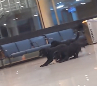Illustration de l'article : Des chiens policiers offrent une scène adorable en s'accordant un moment de détente à l'aéroport (vidéo)