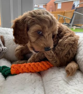 Illustration de l'article : 14 photos de chiots, prises au cours de leur première journée dans leur famille adoptive