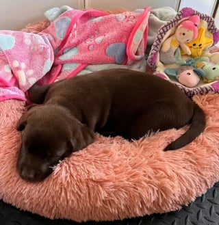 Illustration de l'article : 14 photos de chiots, prises au cours de leur première journée dans leur famille adoptive