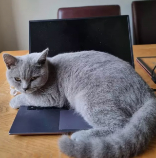 Illustration de l'article : 15 photos de chats ayant décidé que leur maître n’allait pas pouvoir travailler