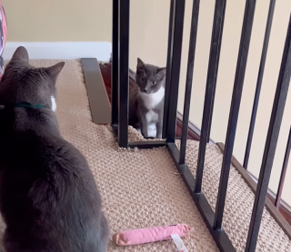 Illustration de l'article : Après avoir offert son aide à de nombreux chats accueillis, Dunder a enfin un ami qui restera à la maison avec lui (vidéo)