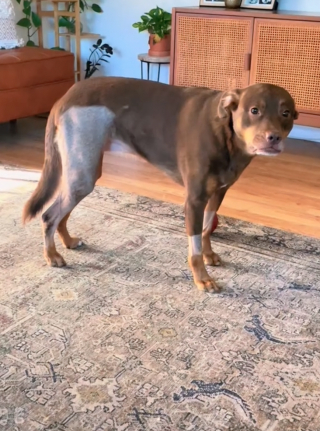 Illustration de l'article : Ce chien venant d’être opéré reçoit une version géante de sa peluche préférée pour le réconforter (vidéo)