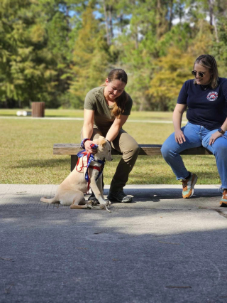 Illustration de l'article : De longs mois d'attente et d'espoir pour une militaire rentrée au pays et la chienne qu'elle a sauvée en déploiement