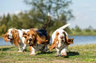 Illustration de l'article : Les 14 meilleures races de chiens lorsque l’on adopte pour la première fois