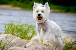 Illustration de l'article : Les 14 meilleures races de chiens lorsque l’on adopte pour la première fois