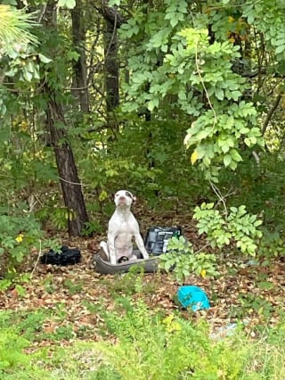 Illustration de l'article : Incapable d'ouvrir le paquet de croquettes avec lequel il a été abandonné en forêt, ce chiot blessé espérait simplement qu'on le retrouve