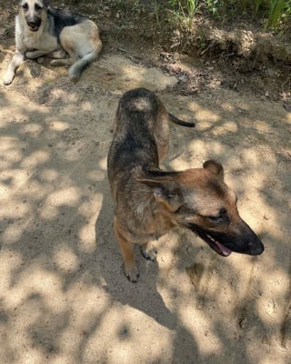 Illustration de l'article : Une famille entière de chiens jetée devant des bennes à ordures espérait encore le retour de ses propriétaires 