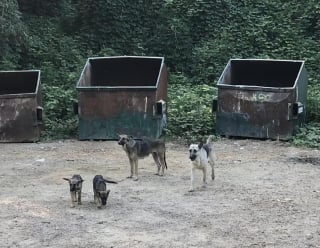 Illustration de l'article : Une famille entière de chiens jetée devant des bennes à ordures espérait encore le retour de ses propriétaires 