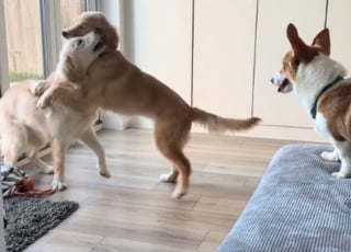 Illustration de l'article : Cette jeune chienne rescapée du marché de la viande canine est prête pour sa nouvelle vie (vidéo)