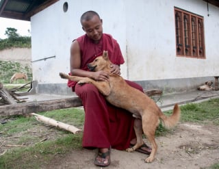 Illustration de l'article : "Un exploit remarquable" : Ce pays est le premier au monde avec 100% de chiens errants vaccinés et stérilisés