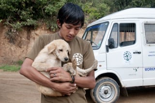 Illustration de l'article : "Un exploit remarquable" : Ce pays est le premier au monde avec 100% de chiens errants vaccinés et stérilisés