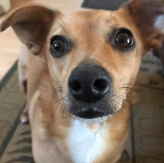 Illustration de l'article : Un chien rescapé d'un ouragan et au refuge depuis 4 ans s'accroche à son rêve d'adoption