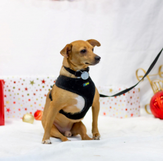 Illustration de l'article : Un chien rescapé d'un ouragan et au refuge depuis 4 ans s'accroche à son rêve d'adoption