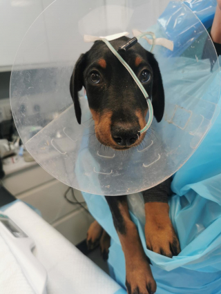 Illustration de l'article : Le rappel à la vigilance des vétérinaires après la contamination d'un chiot de 10 semaines à un virus létal