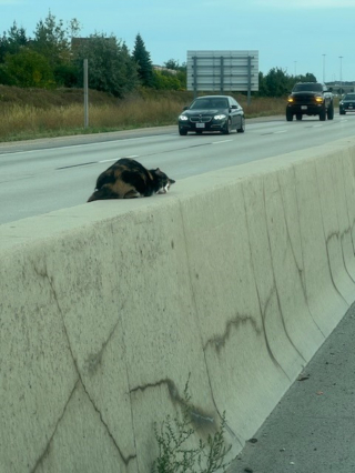 Illustration de l'article : Un couple voit une chatte blessée au milieu d'une autoroute fréquentée et décide de faire demi-tour